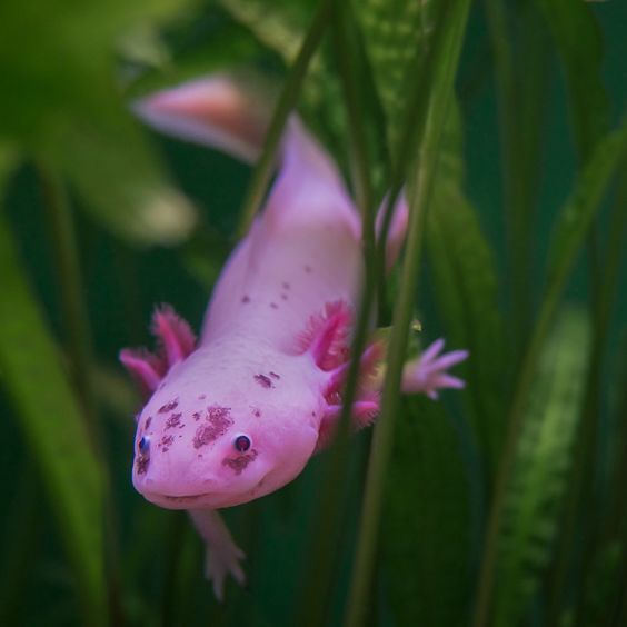 Friendly axolotl