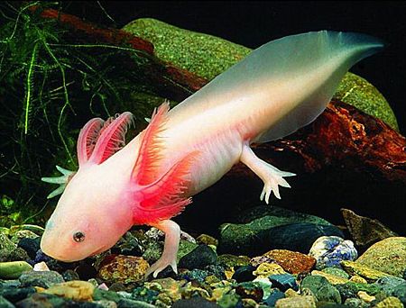 axolotl in the surface of the aquarium