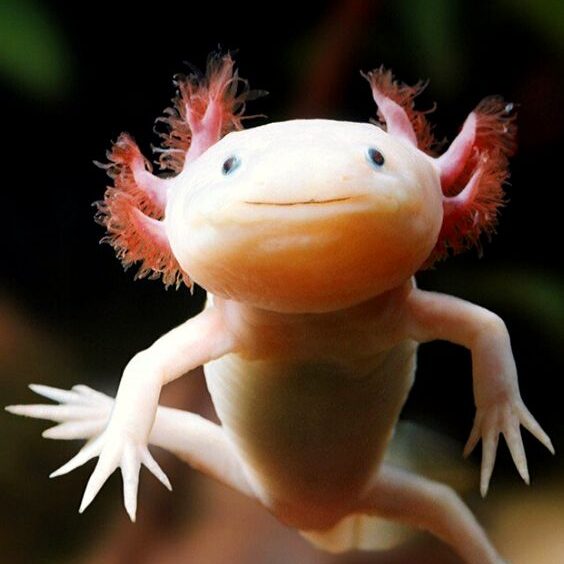 Axolotl as a pet