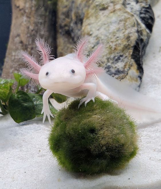 Axolotl