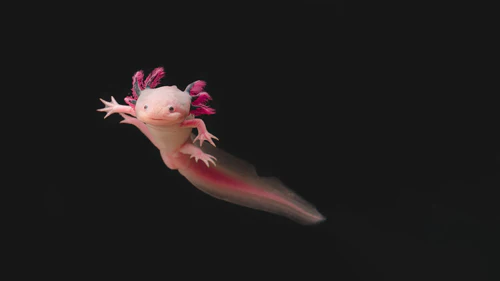 Floating axolotl