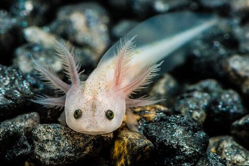 Dealing with the Staring Axolotl