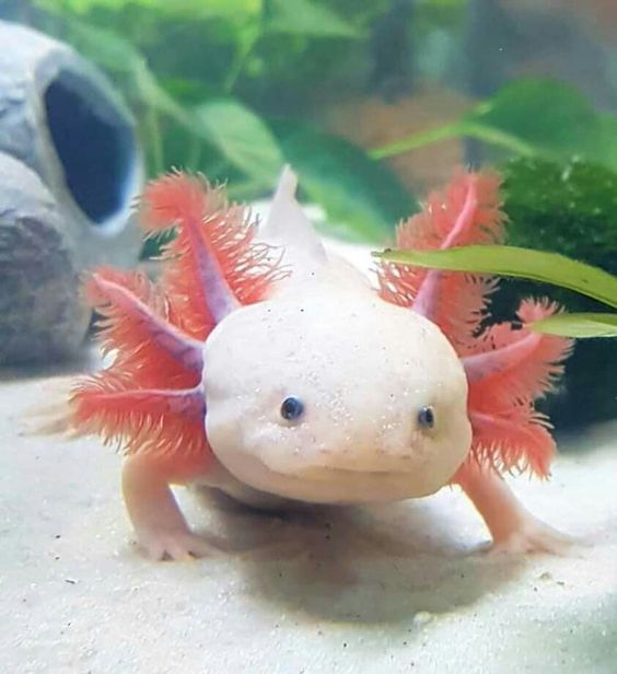 Axolotl in Hot Temperature