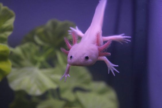 Is Changing Color a Health Issue in Axolotls