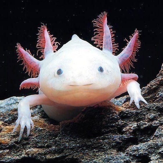 axolotl on land without water