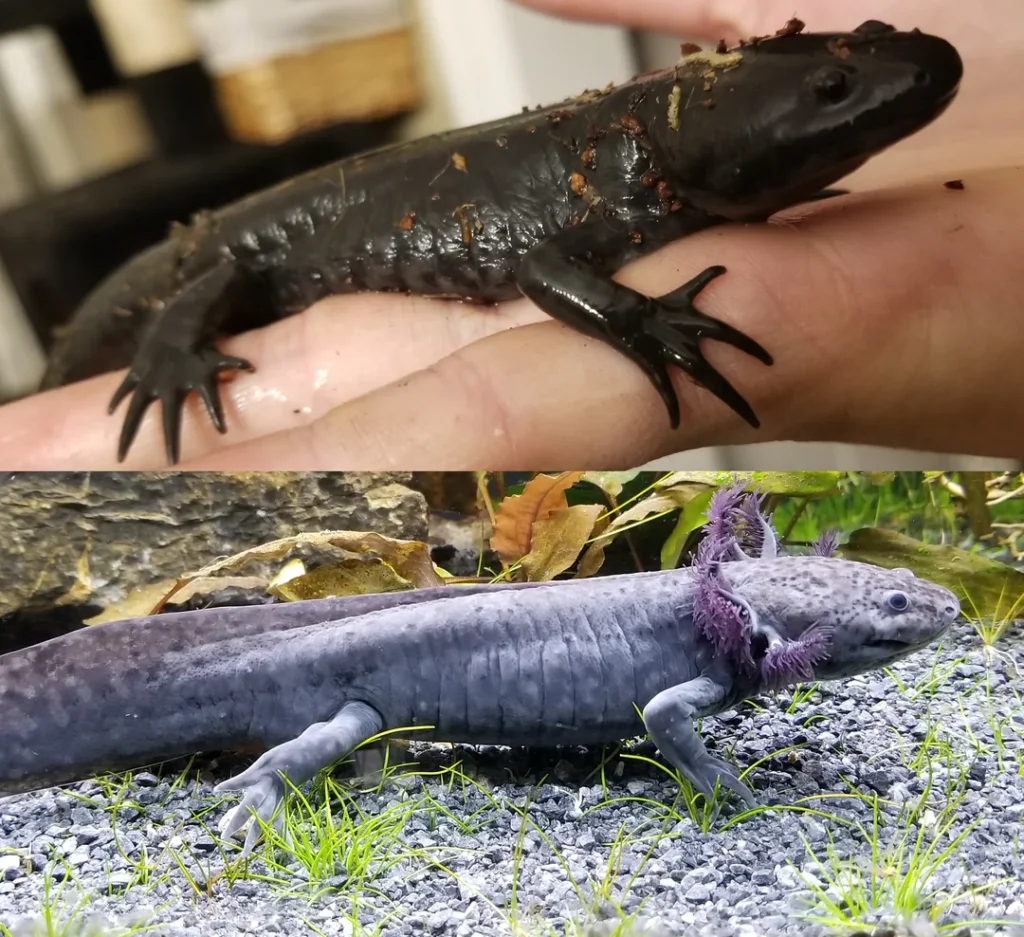 Axolotl Turning Into Salamander