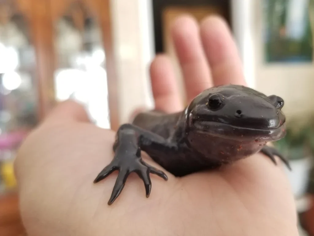 is turning of axolotl into salamanders rare