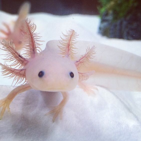 Axolotl Care Guide - Fish Hue