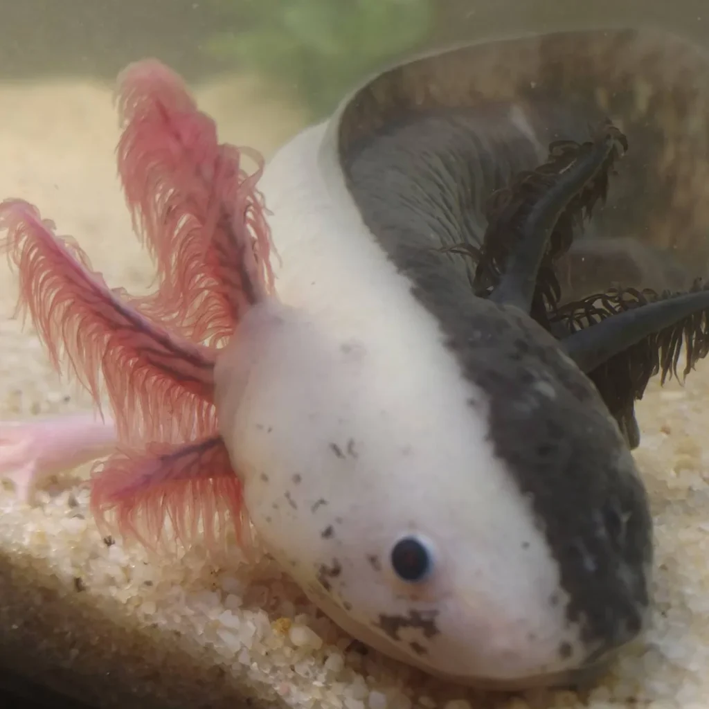 Chimera Axolotl