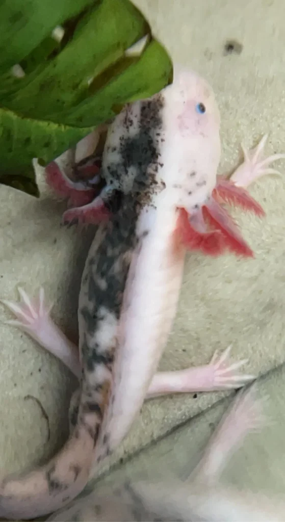 Chimera Axolotl for sale