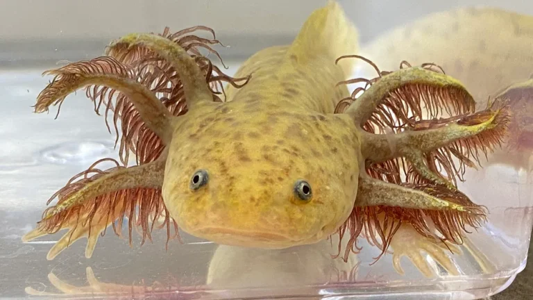 Copper Axolotl