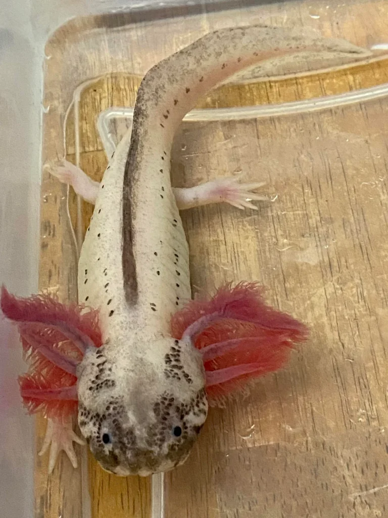 Dirty Lucy Axolotls Things You Need to Know About Fish Hue