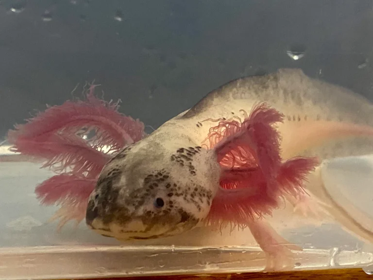 Dirty Lucy Axolotl