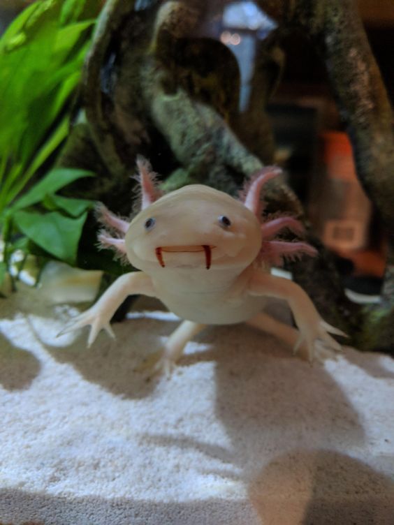 Do Axolotls Bite