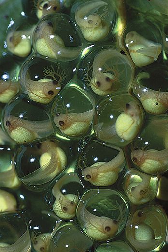 Axolotl eggs