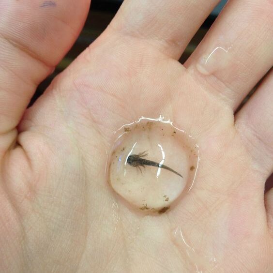 Axolotl eggs in a hand