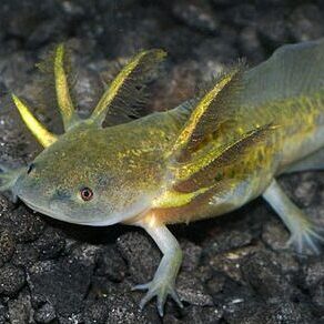 Enigma Axolotls