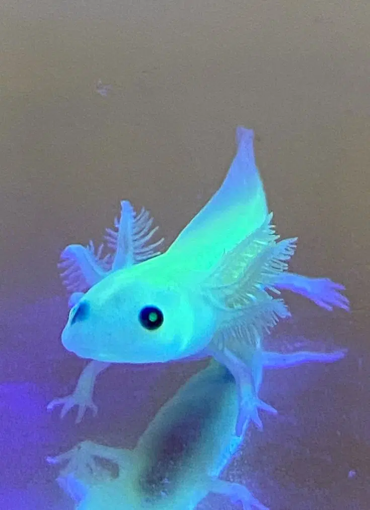 GFP Axolotls