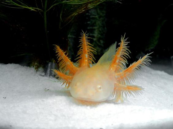 Golden Albino Axolotl