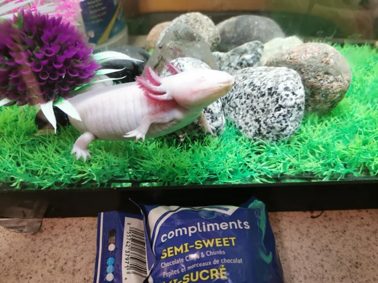 Cleaning axolotl tank