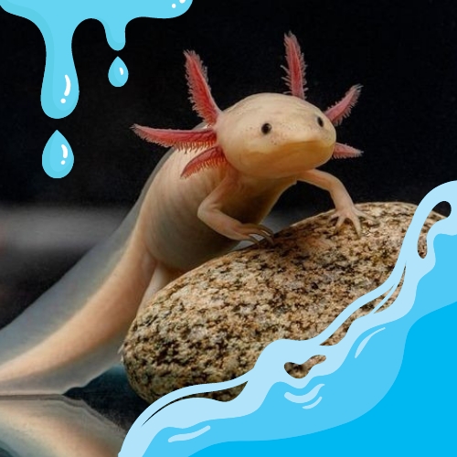 Safe Water for Axolotl