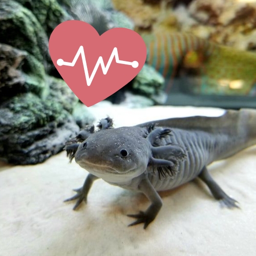 Axolotl Health Issues