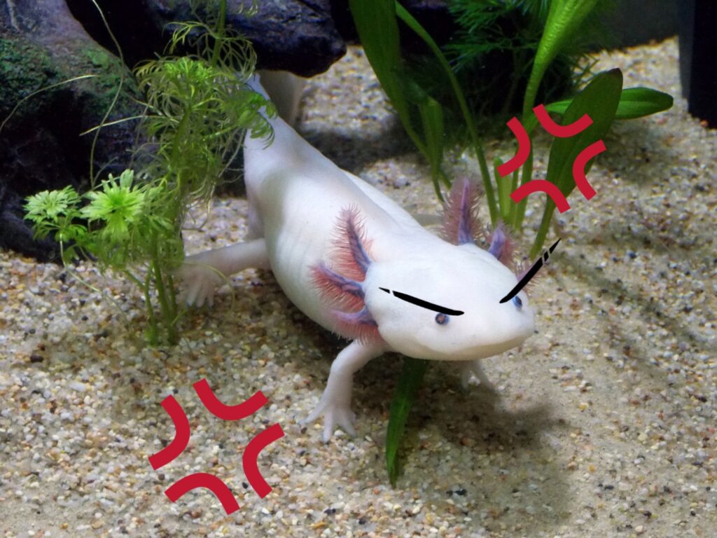 aggressive Axolotl