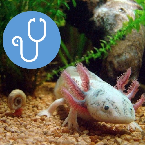 Axolotl Care Guide