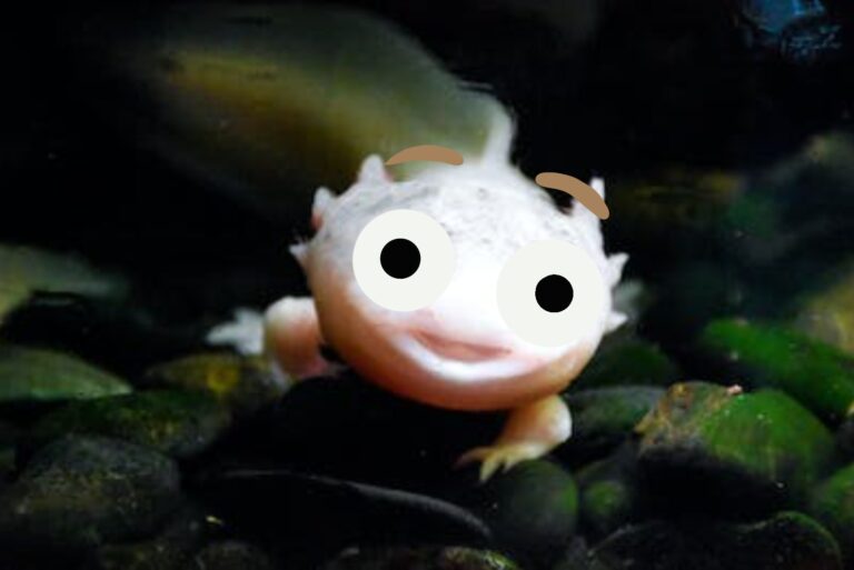 Why Does My Axolotl Stare at Me