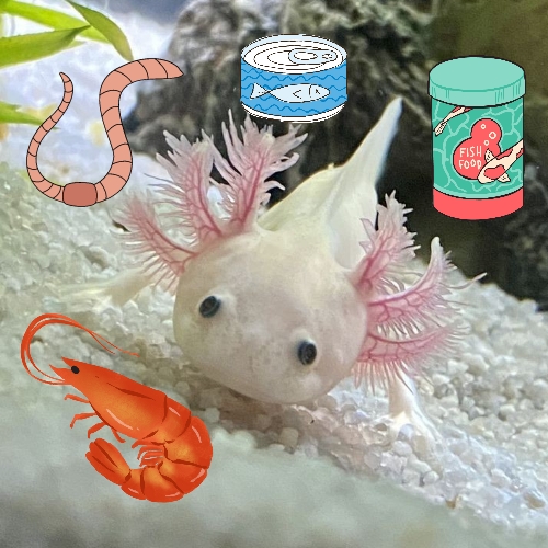 what foods do axolotl eat