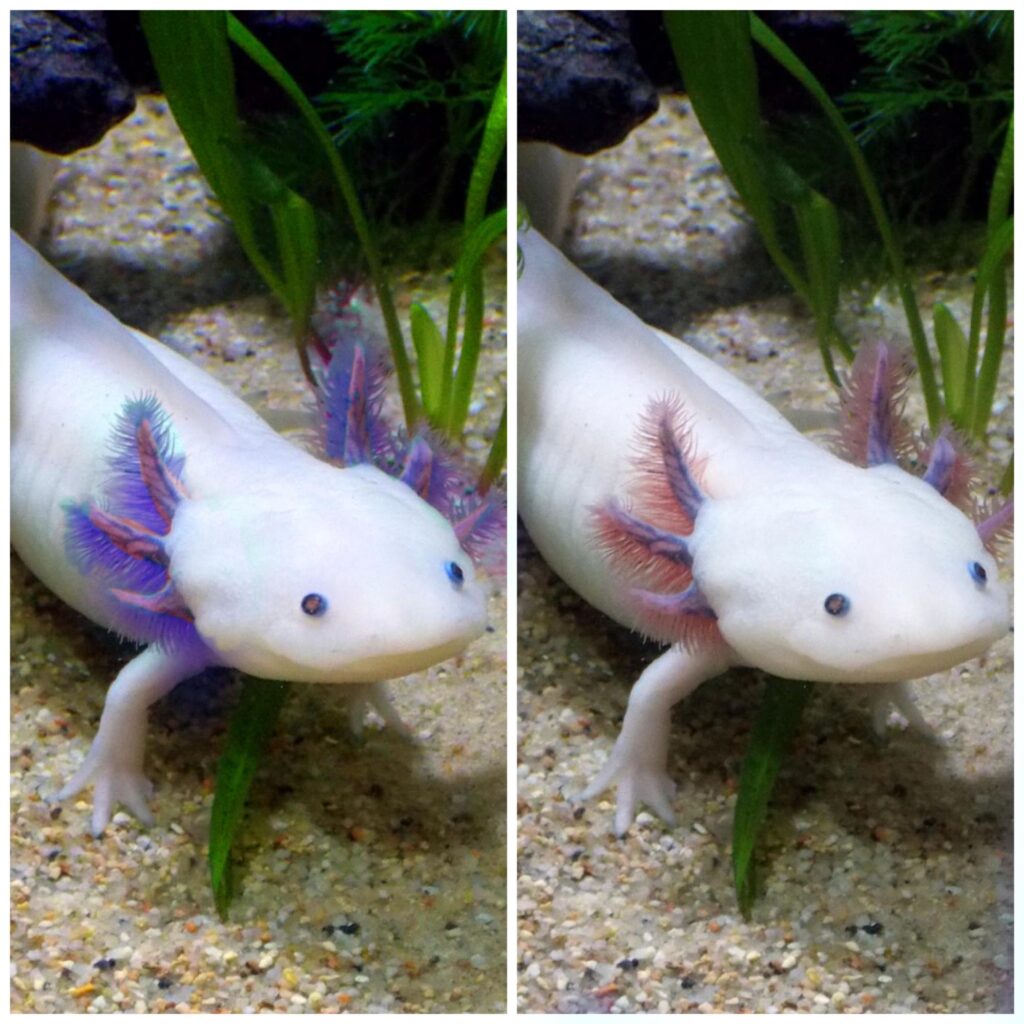 Do Axolotl Change Color - Fish Hue