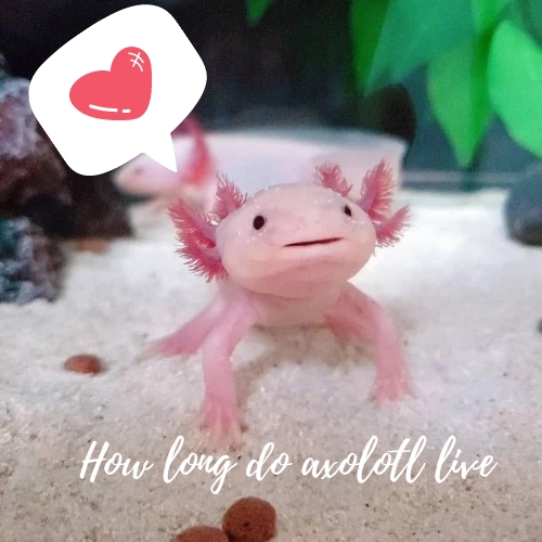 how long do axolotl live