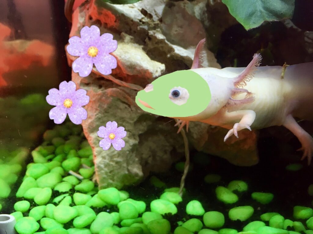 Axolotl Skin Care