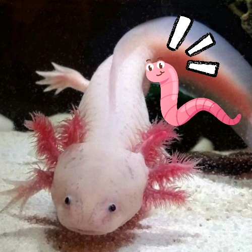 Axolotl Feeding Guide: Age, Times, Do's and Don'ts - Fish Hue