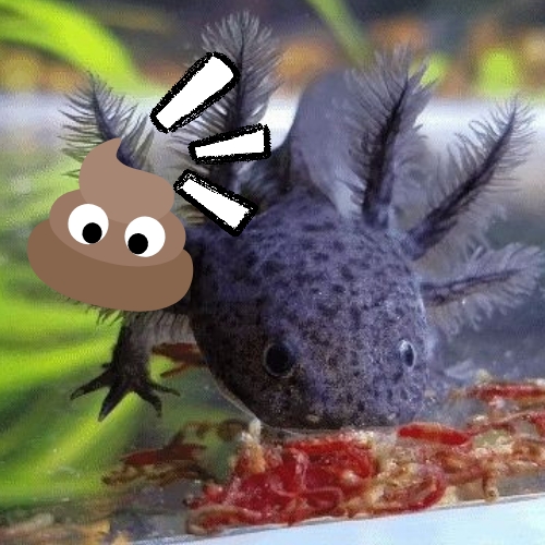 Axolotl Poop Guide