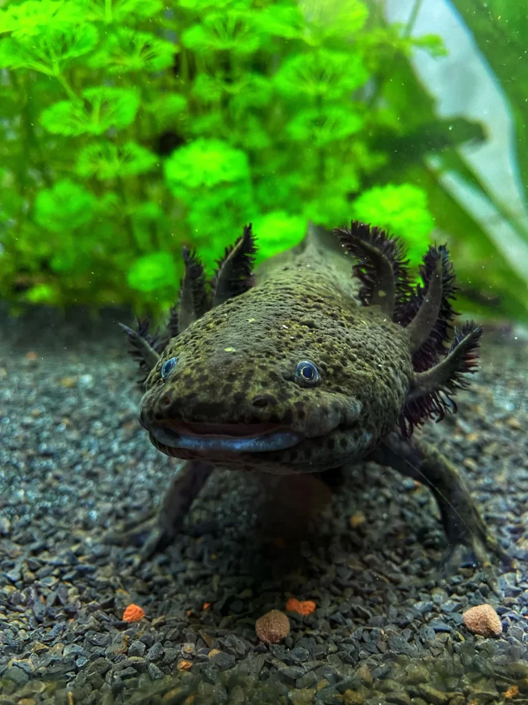 axolotl in water on black sand