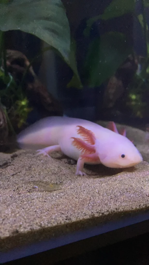 is sand ok for axolotl