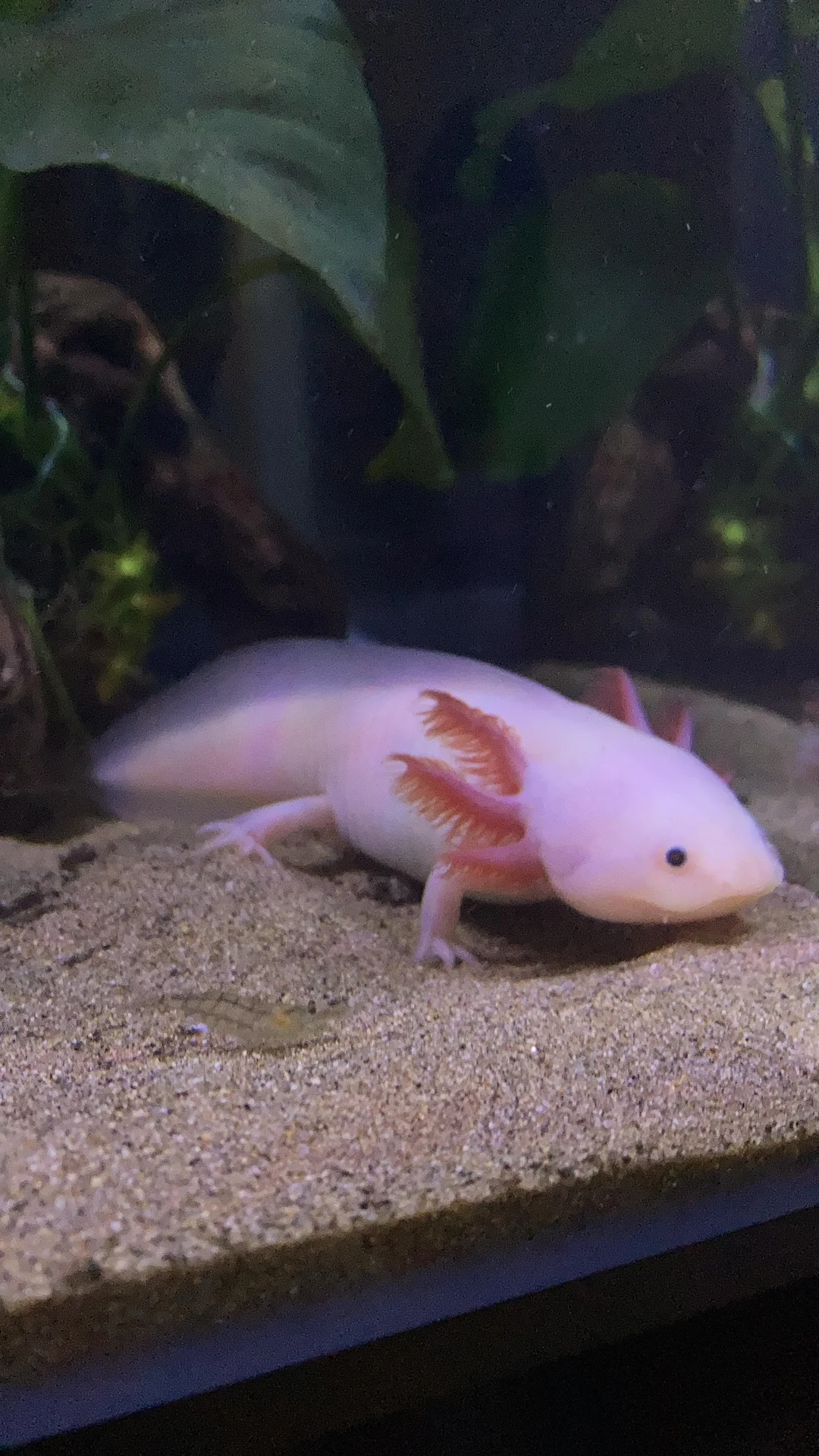 Is Sand OK for Axolotls? Types, Benefits, and Considerations Fish Hue