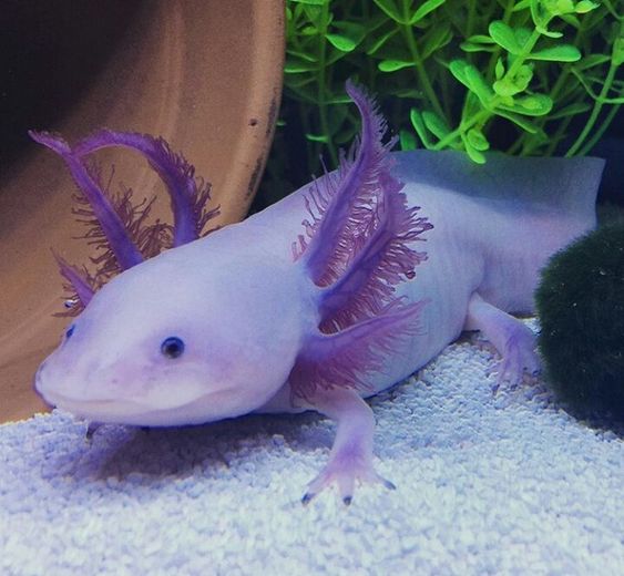 Lavender Axolotl