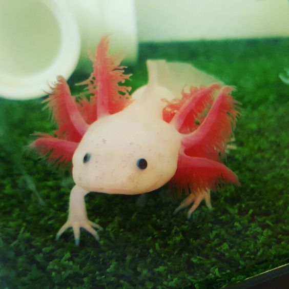 Leucistic Axolotl for sale