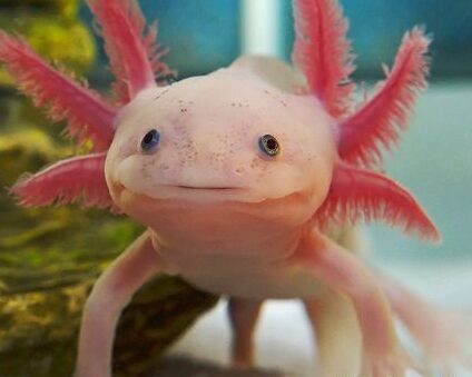 Leucistic Axolotl