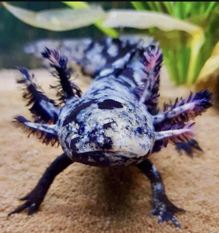 Mosaic Axolotl