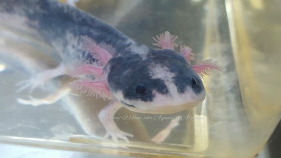 Piebald Axolotl for sale