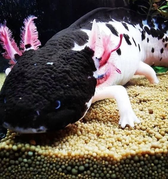 Piebald Axolotl