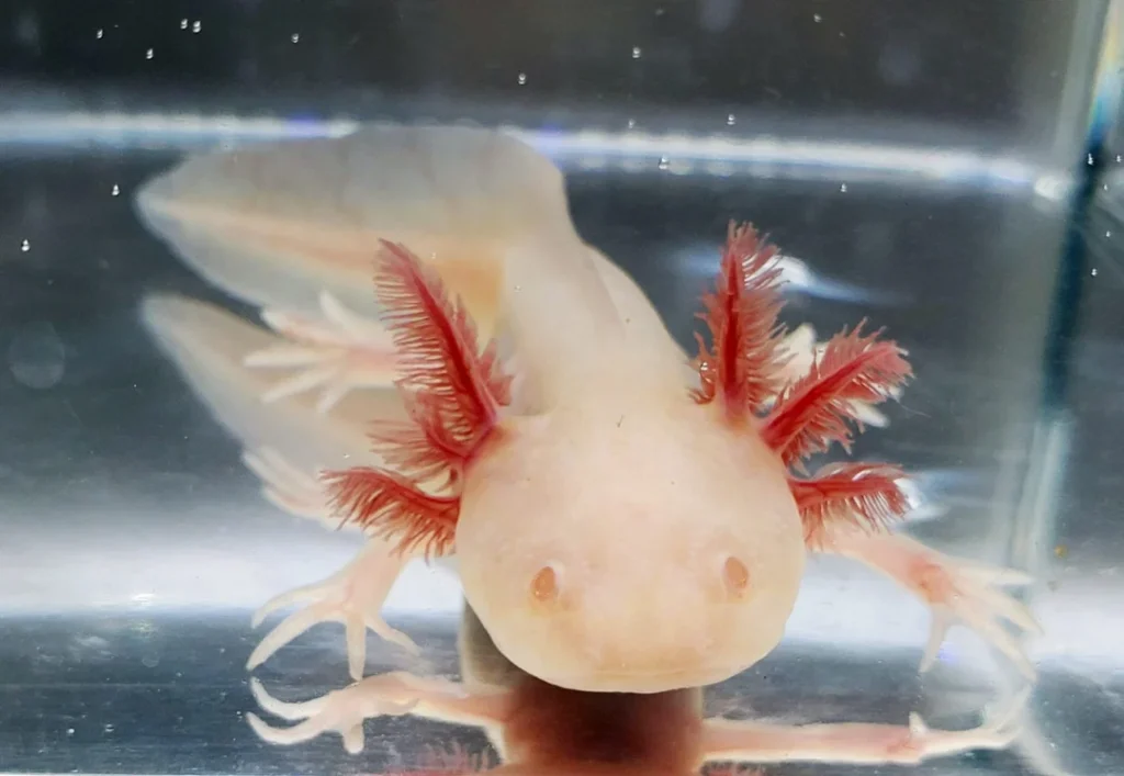 white albino axolotl