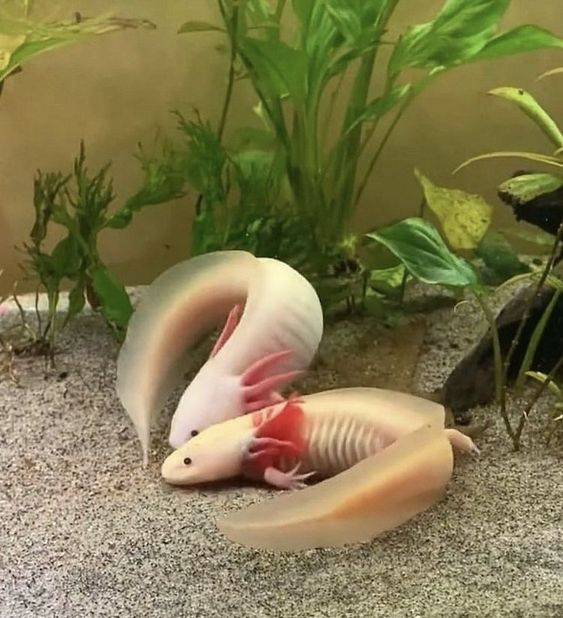 Male and Female axolotl living together