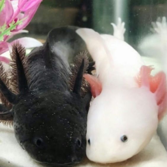 Two Axolotl living Together