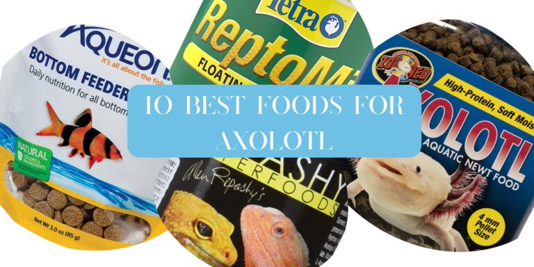 10 Best Foods For Axolotl In 2023