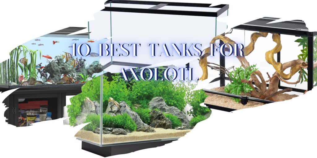 10 Best Tanks For Axolotl In 2023